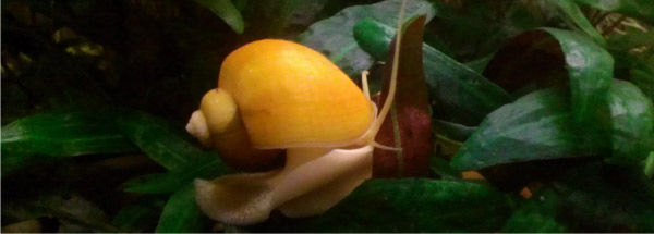 Ứng dụng Lưu sổ tay kỹ thuật Canxi trong nơi ở của hồ nuôi Ốc nước ngọt